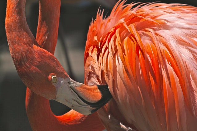 flamingo amazing fact