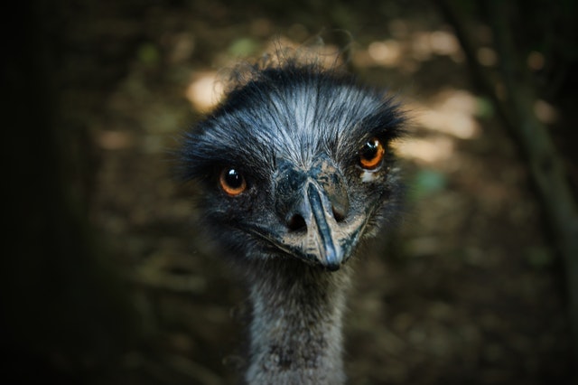 ostrich fun facts