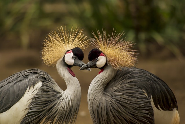 birds in Ras Al Khor Wildlife Sanctuary