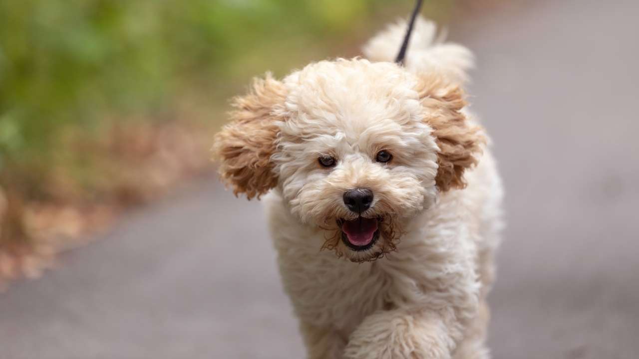 Maltipoo Breeder dog