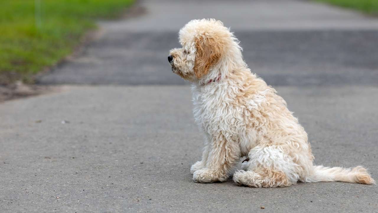 Maltipoo Breeder dog