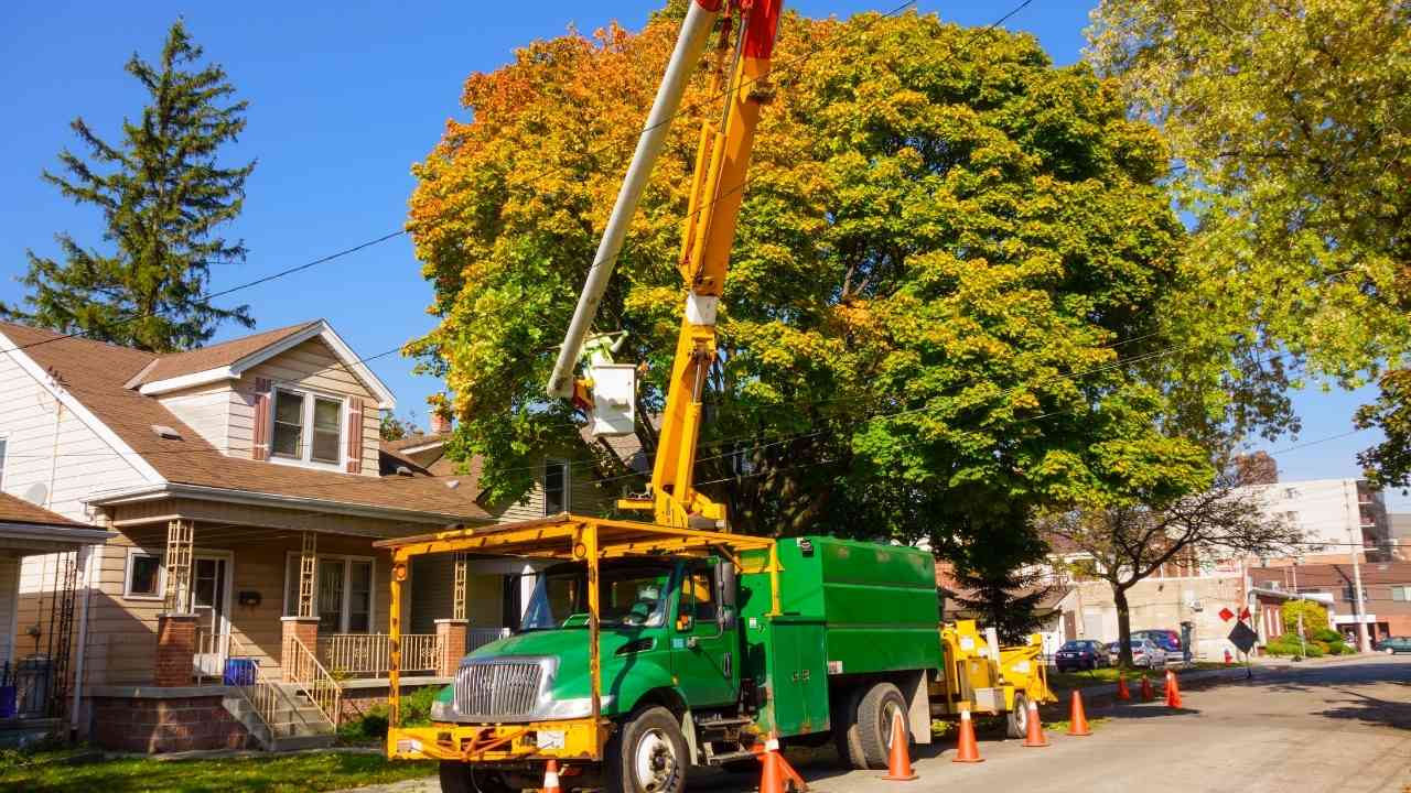 Tree Removal