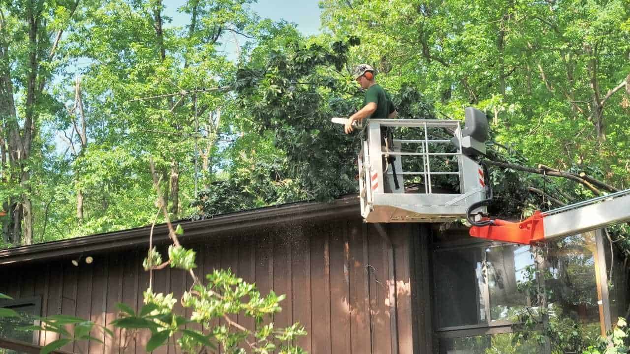 Tree Removal