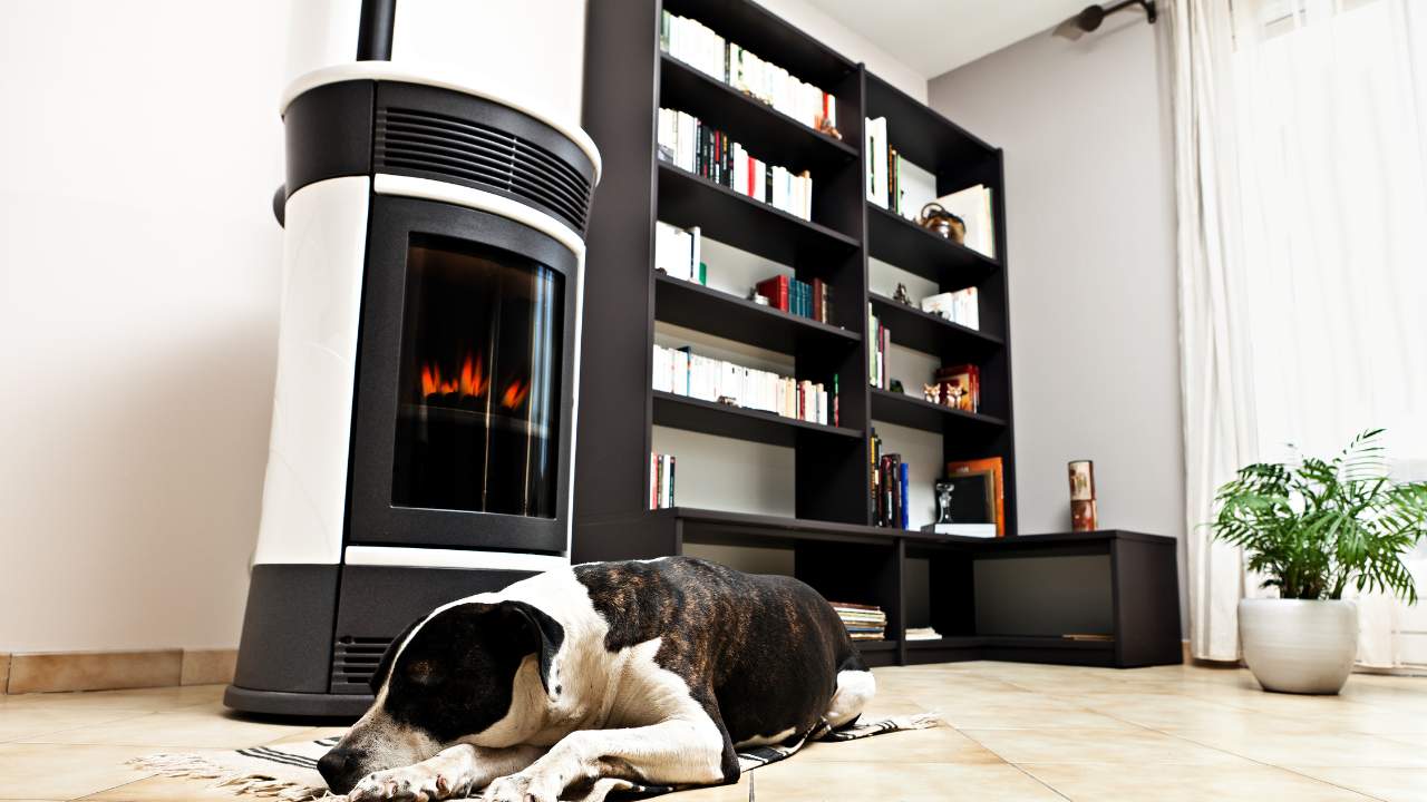 Dog sitting near a gas stove. Gas fire wood stove products