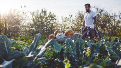 guy in farm