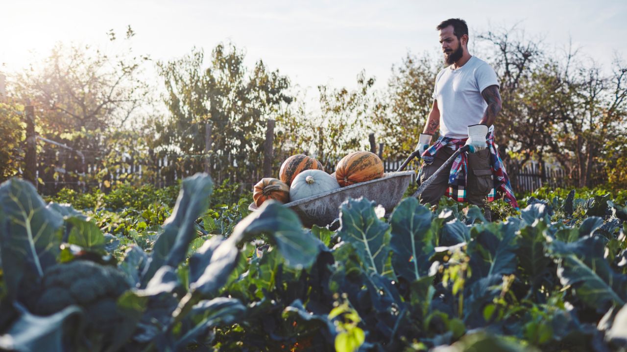 guy in farm