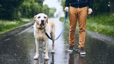 man with dog in rain